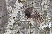 Habicht startet aus Birke