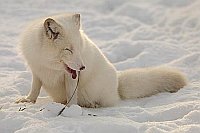 Polarfuchs Grashalm Schnee