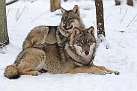 Wolf 2 im Schnee ruhend