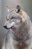 Wolf Kopfportrait Hochformat