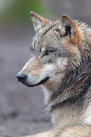 Wolf Kopf Seitenans Hochfor