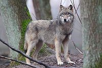 Wolf erhoeht stehend