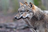 Wolf Koepfe parallel versetzt