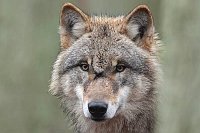 Wolf Kopfportrait von vorn