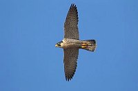 Wanderfalke am blauen Himmel