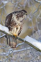 Maeusebussard aufmerksam