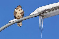 Maeusebussard a Strassenlater