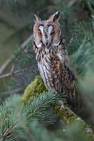 Waldohreule aufmerksam