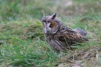 Waldohreule auf Beutejagd