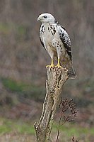 Maeusebussard hell auf Pfahl
