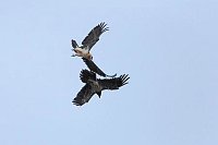 Bartgeier 2 Ex i Flug streiten