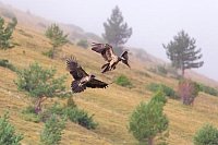 Bartgeier 2 im Verfolgungsflug