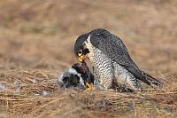 Wanderfalke bei der Atzung