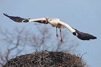 Weissstorch mit Nistmaterial