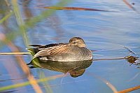 Schnatterente Erpel ruhend