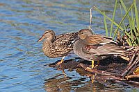 Schnatterente Paar am Ufer