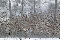 Bergfinken Schwarm vor Wald