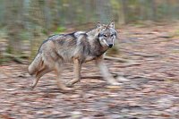Wolf im Lauf mitgezogen