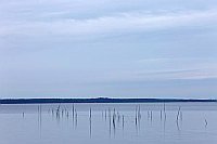 Steinhuder Meer Reusenstangen