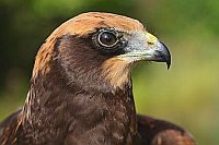 Rohrweihe Kopf Seitenansicht