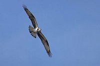 Fischadler am blauen Himmel