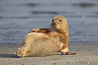 Kegelrobbe aufmerksam