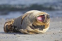 Kegelrobbe gaehnend am Strand