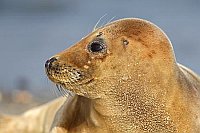 Kegelrobbe Kopf Seitenansicht