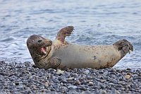 Seehund gaehnend Kiesstrand