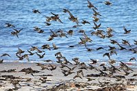 Starenschwarm am Strand