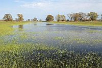 Havel Niederung ueberschwemmt