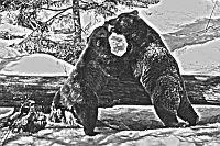 Baeren rangelnd abstrakt