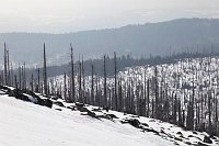 BayerWald Lusen Waldsterben