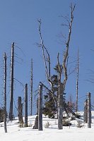 Bayerischer Wald  Baumsterben
