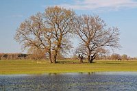 Havelniederung Baeume Wasser