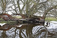 Havel Baumrest mit Spiegelung
