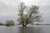 Havel Baum im Hochwasser