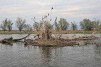 Havel Vegetationsreste