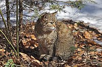 Wildkatze unter Busch