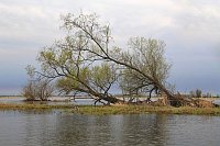 Havel umgekippte Baeume