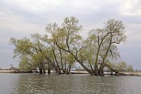 Havel Weiden im Wasser