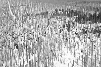 Baumsterben Bayerischer Wald