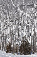 Baumsterben Bayerischer Wald H