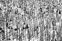 Bergfichten abgestorben