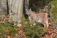 Luchs im Buchen Tannenwald