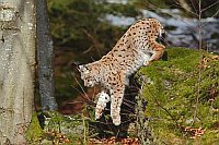 Luchs vom Felsen springend