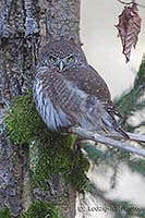 Sperlingskauz am Baumstamm