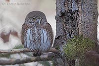 Sperlingskauz kugelig von vorn