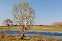 Havelland Baum Hochwasser
