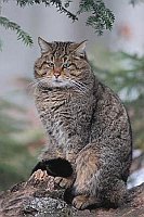 Wildkatze aufrecht sitzend